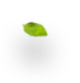 h4_leaf-3 - Muktha Ayurveda